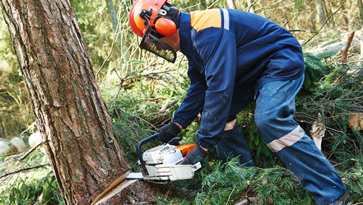 Castlewood Tree Service Tree Care Timonium Md