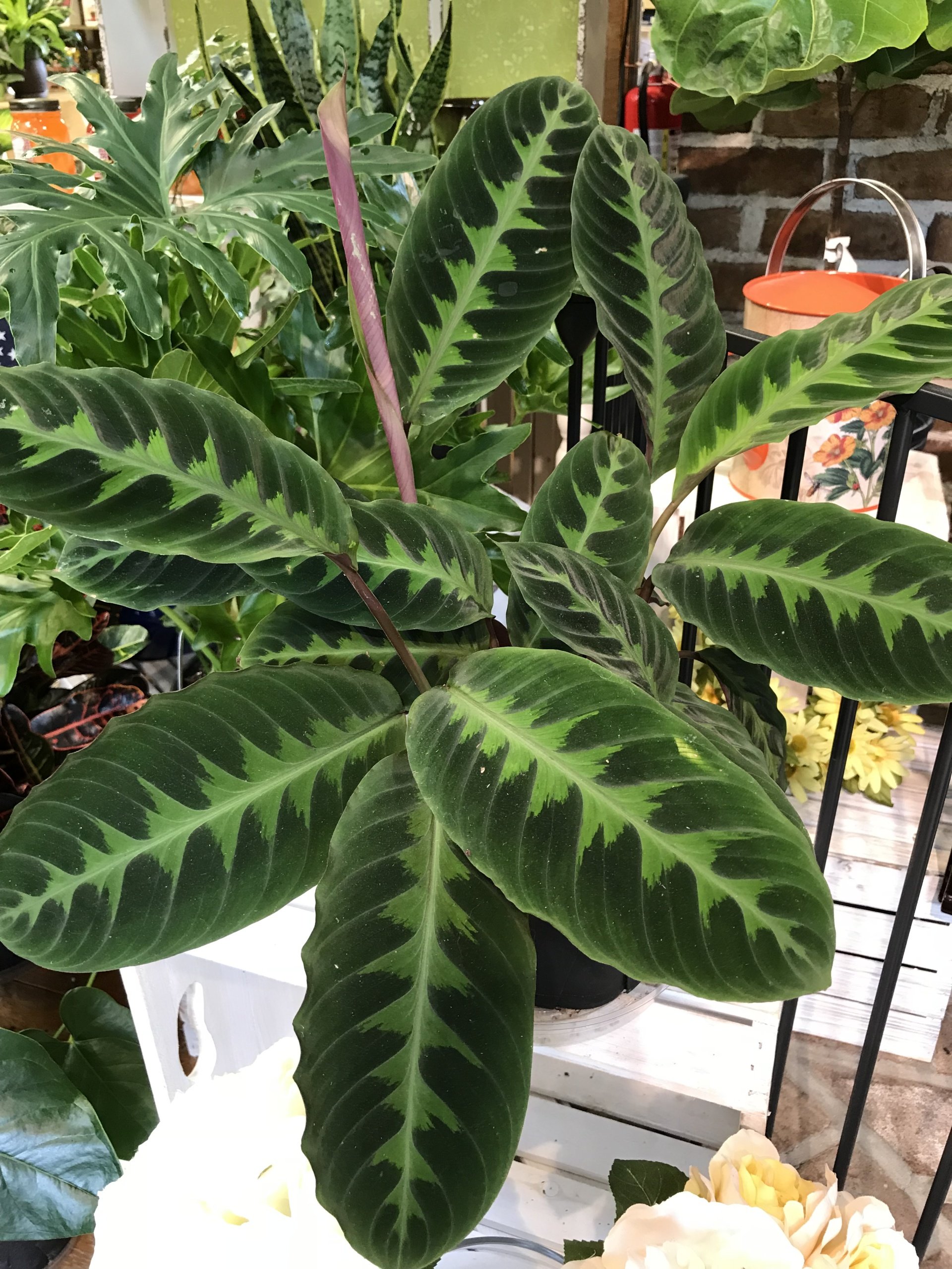 College Gardens Photo Gallery | State College, PA