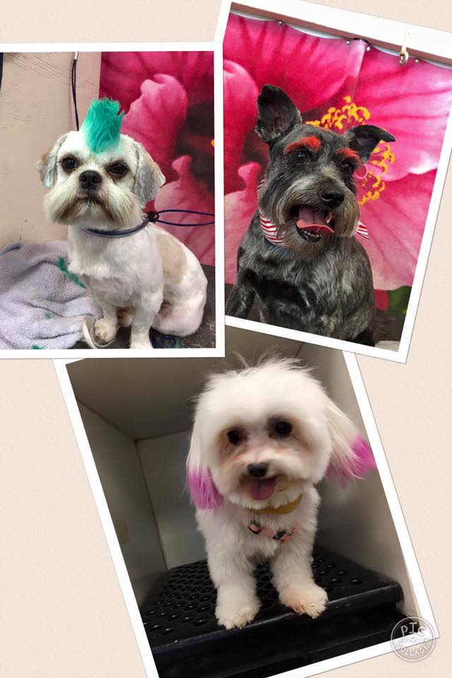 All Animal Grooming & Pet Supply