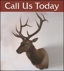 Taxidermy - Orfordville, WI - Wildthings Taxidermy