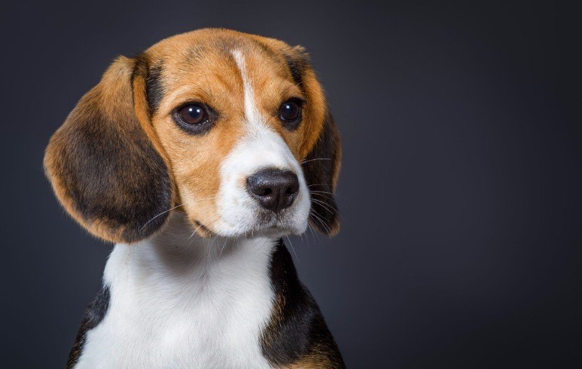 Klos Kennels Pet Grooming Services Harrisburg, PA