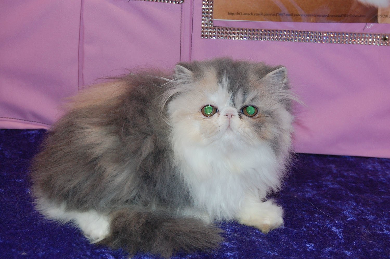 Pink Palace Persians Persian Cats Mount Juliet, TN