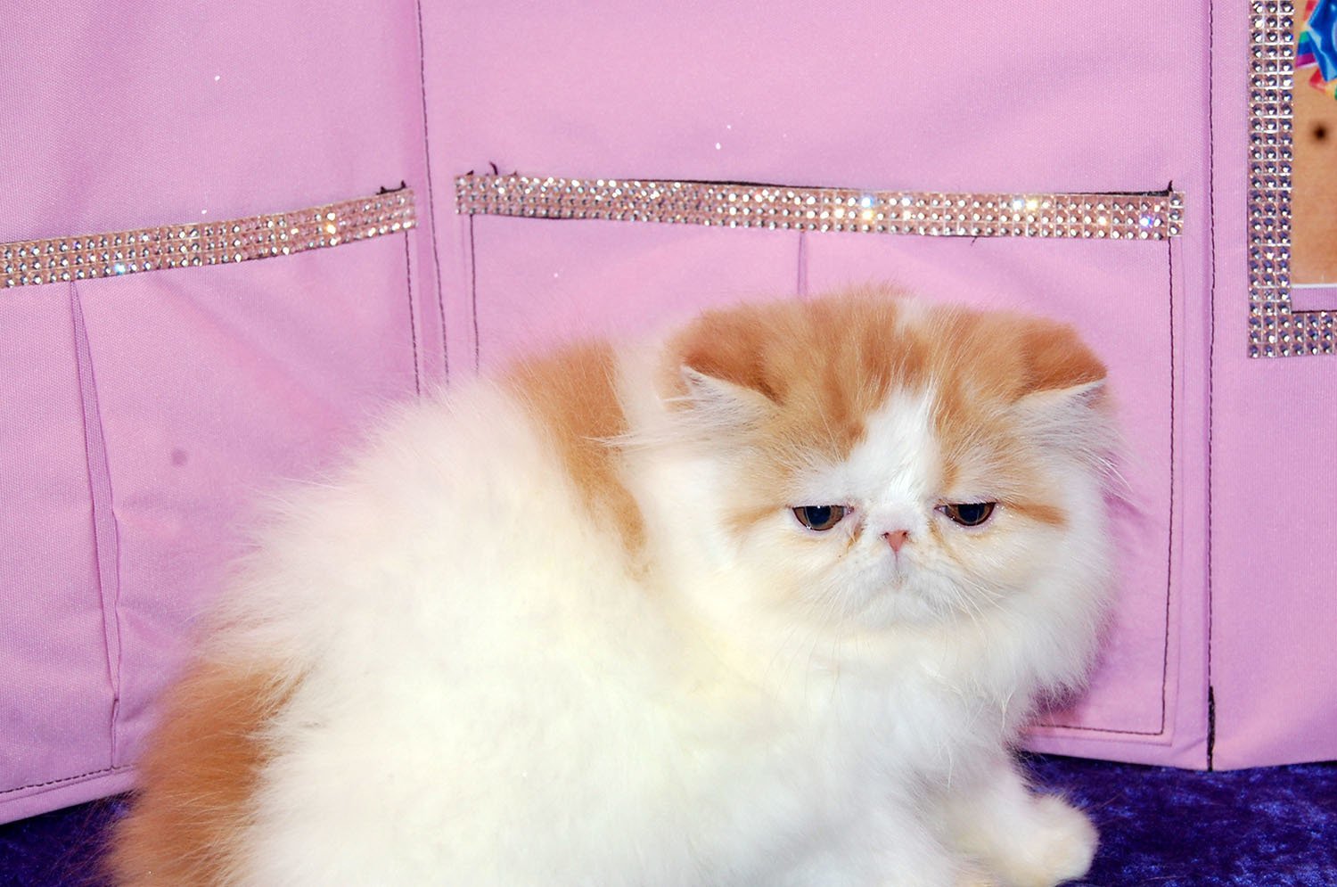 Pink Palace Persians Persian Cats Mount Juliet, TN