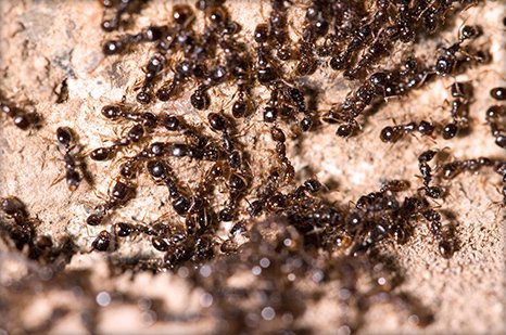 The Bug Man | Pest Control | Auburndale, FL