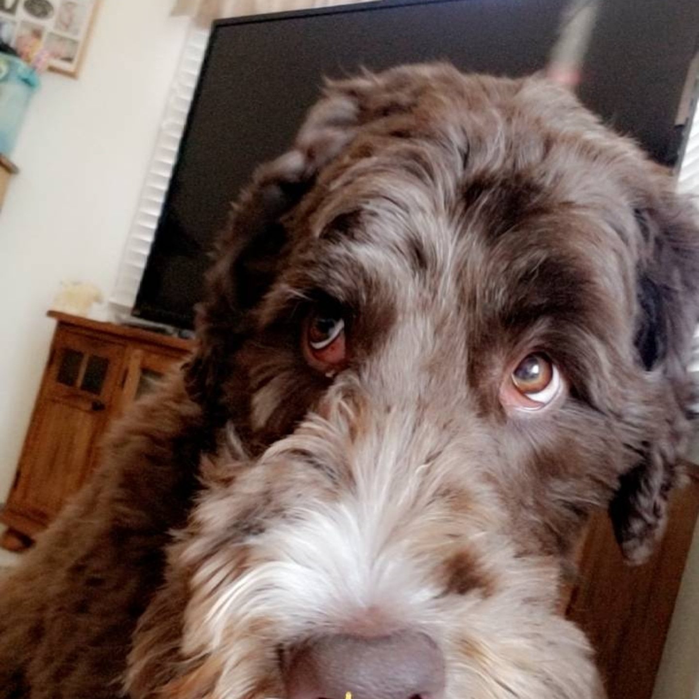 Beggin' for a Bath Dog Grooming Fort Collins, CO