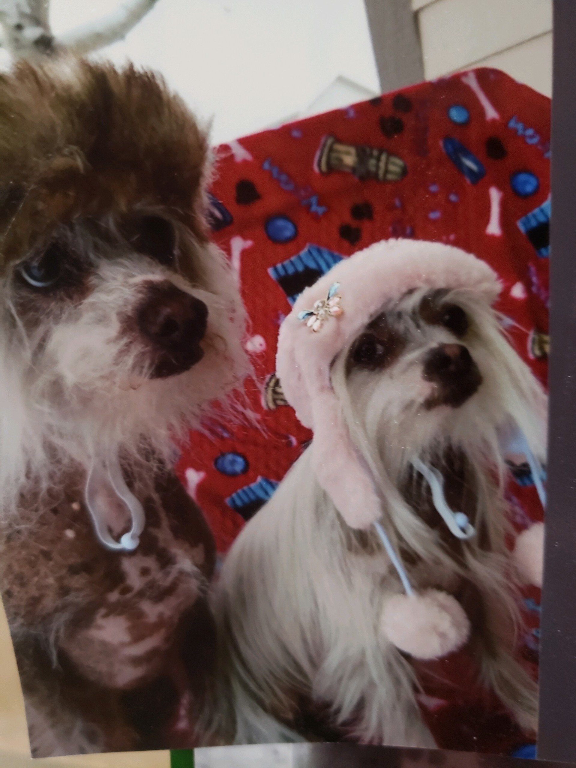 Beggin' for a Bath Dog Grooming Fort Collins, CO