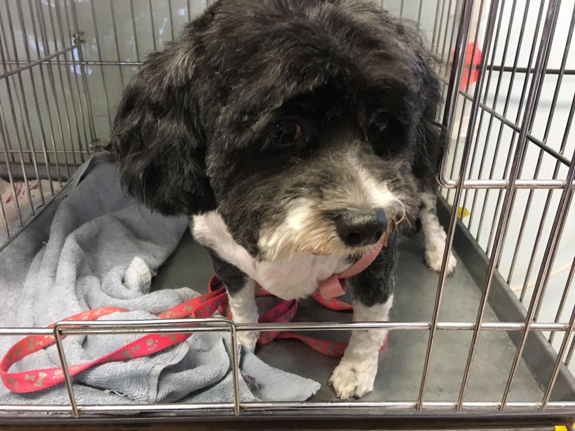 Photo Gallery Pet Grooming Services Lancaster, CA