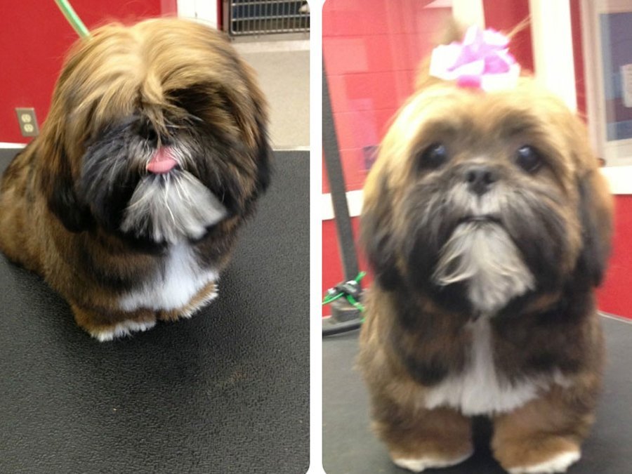 Valley Boarding Kennels Photo Gallery South Windsor, CT