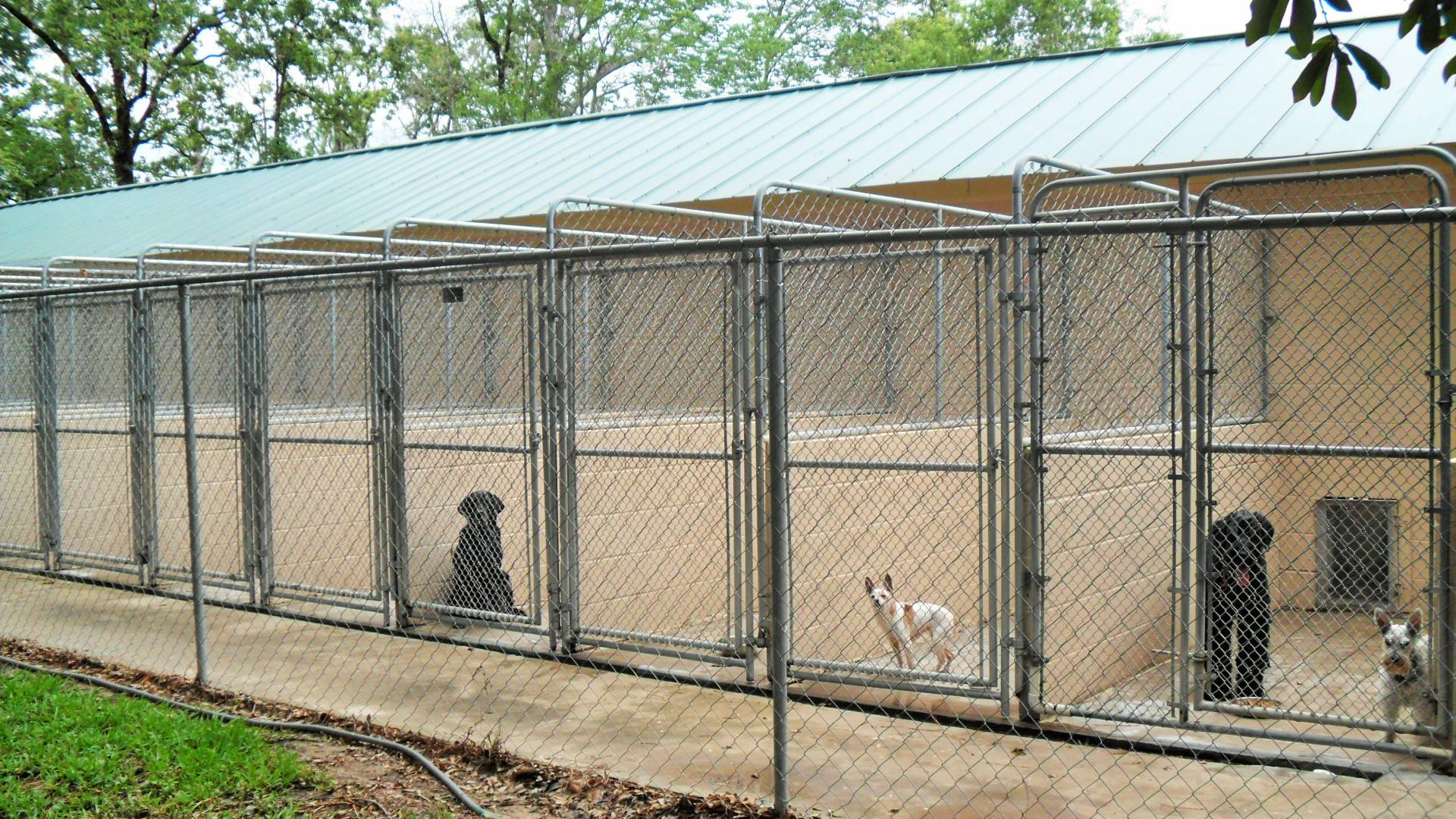 The Original Kennel of Kingwood Photo Gallery Kingwood, TX
