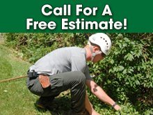 Tree Care - Vassar, MI - A Cut Above Tree Service - Tree Trimming - Call For A Free Estimate!