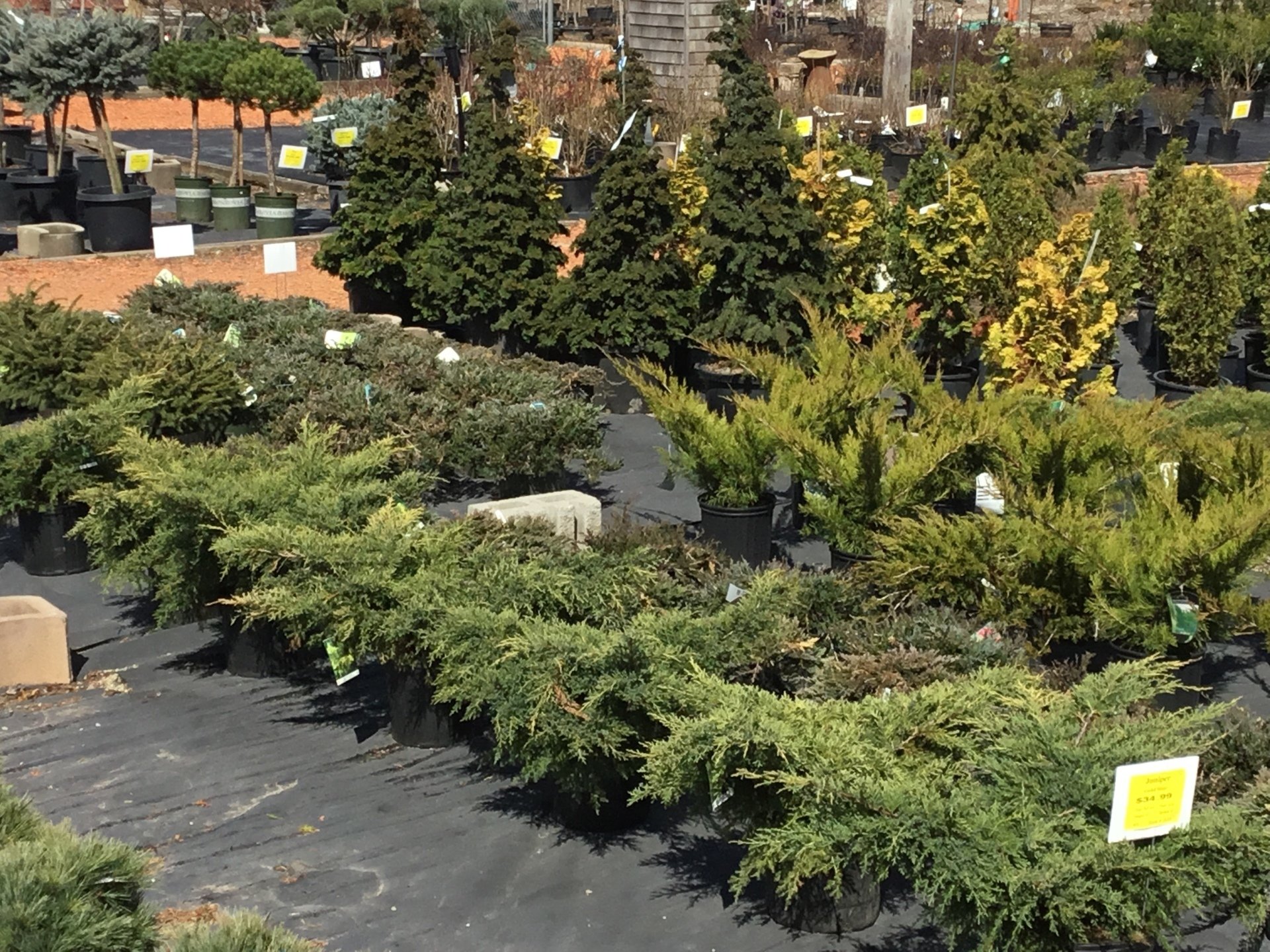 Nursery Trees Shrubs Trenton, MI