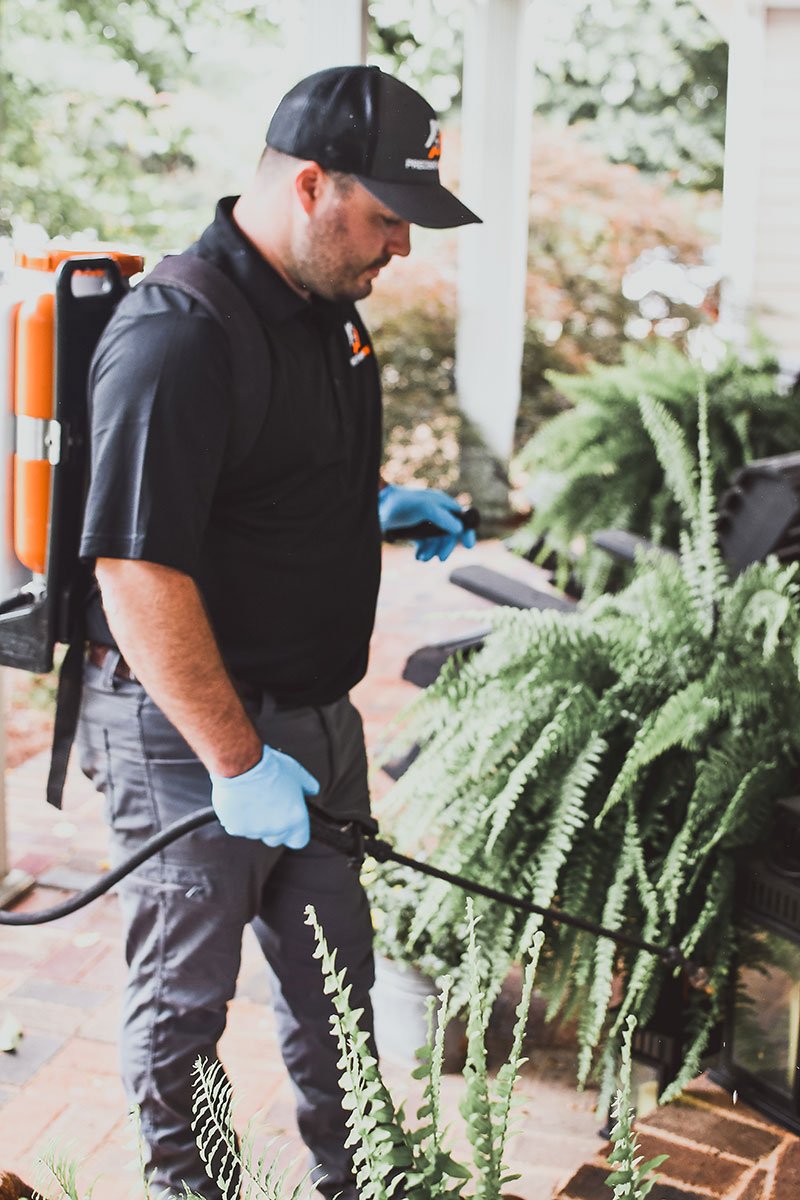 Commercial Pest Control Rodent Removal Newnan, GA