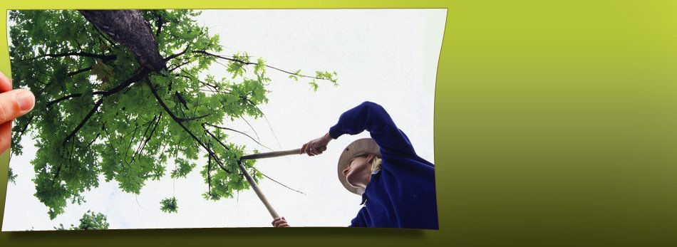 Wise Tree Service Services Hildebran Nc Quality Tree Services That Ll Improve The Look Of Your Yard