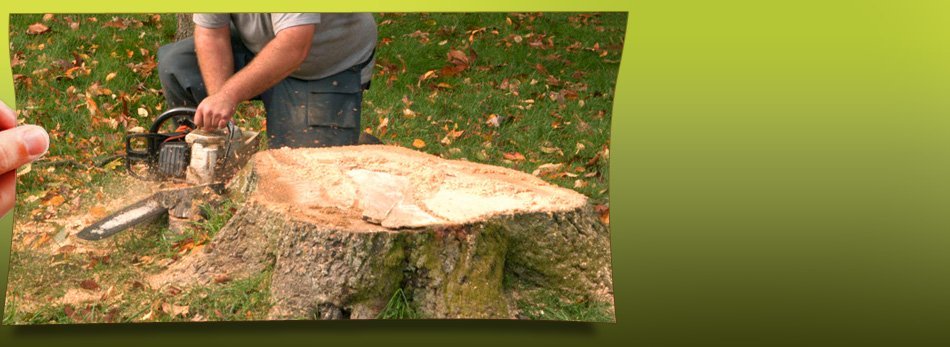 Wise Tree Service Services Hildebran Nc Make Your Yard Beautiful Again