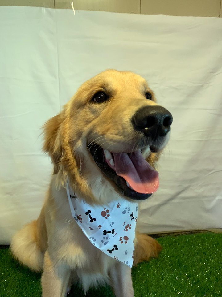 Beth's Boarding & Grooming Photo Gallery Eatonton, GA