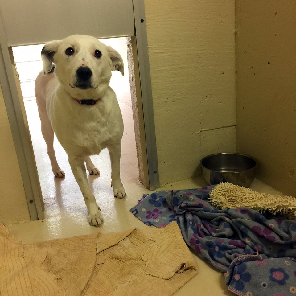 Beth's Boarding & Grooming Photo Gallery Eatonton, GA