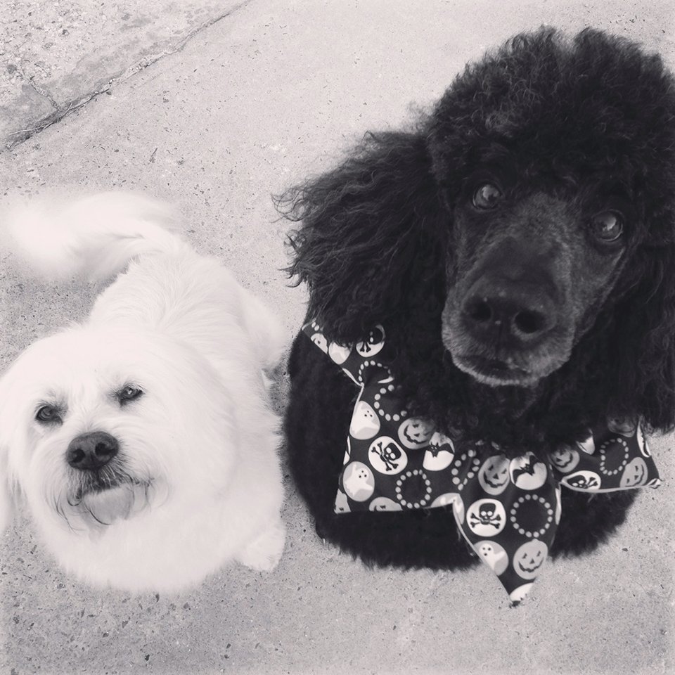 Beth's Boarding & Grooming Photo Gallery Eatonton, GA