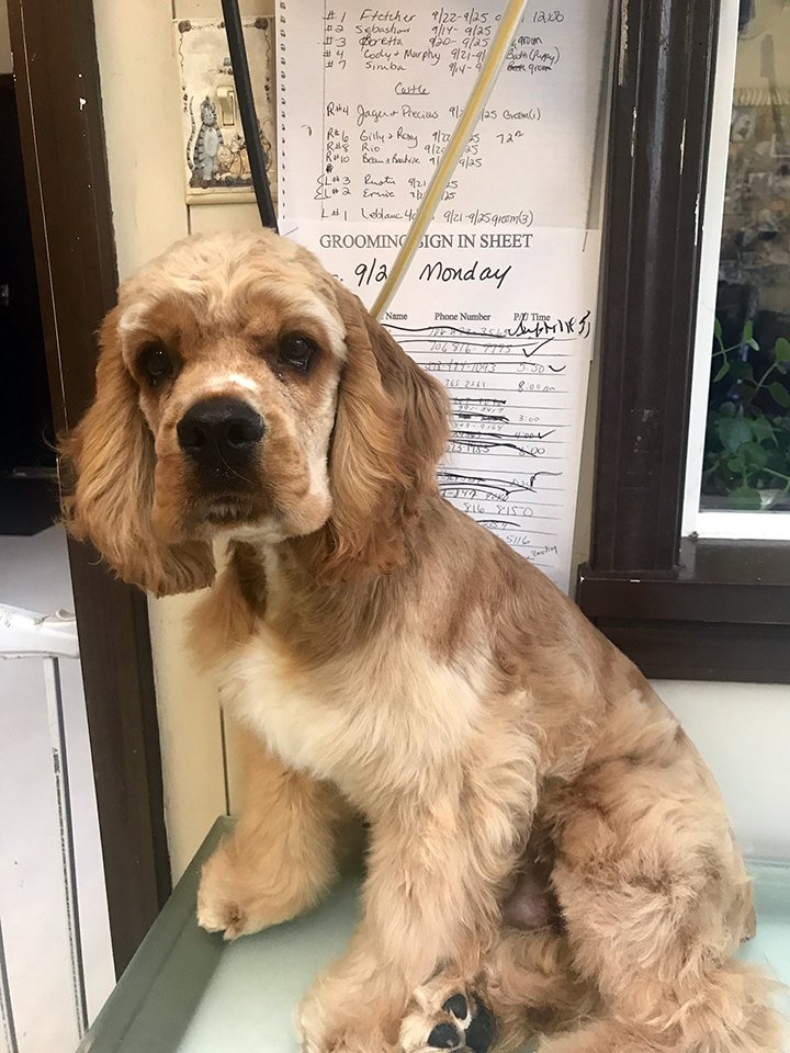 Beth's Boarding & Grooming Photo Gallery Eatonton, GA