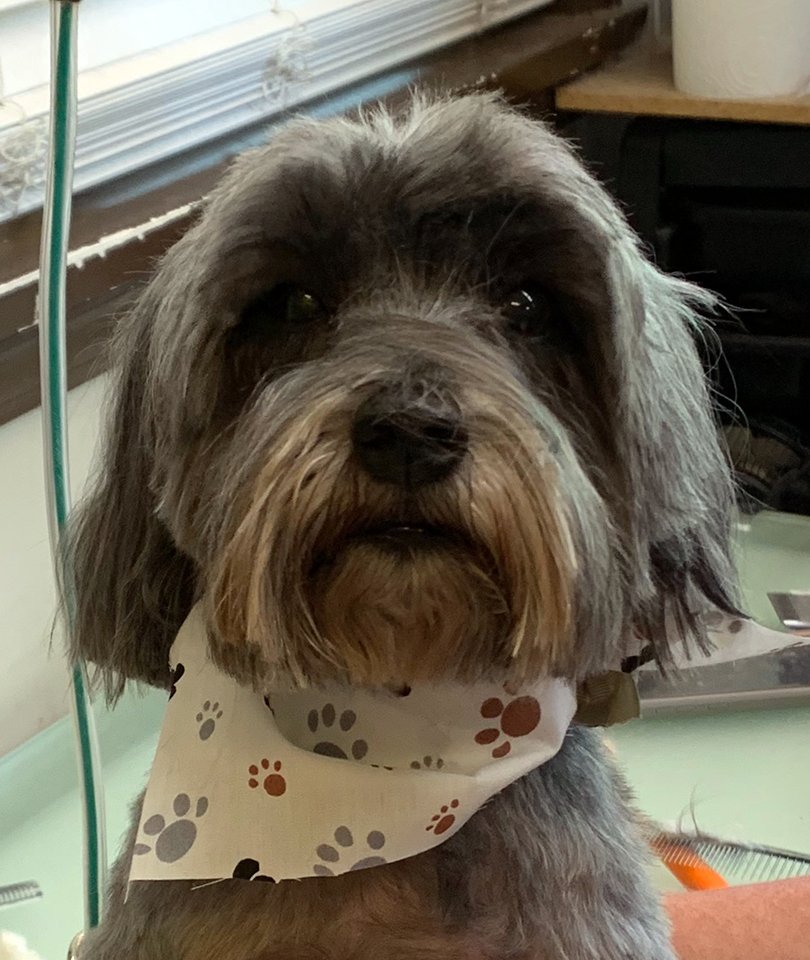 Beth's Boarding & Grooming Photo Gallery Eatonton, GA