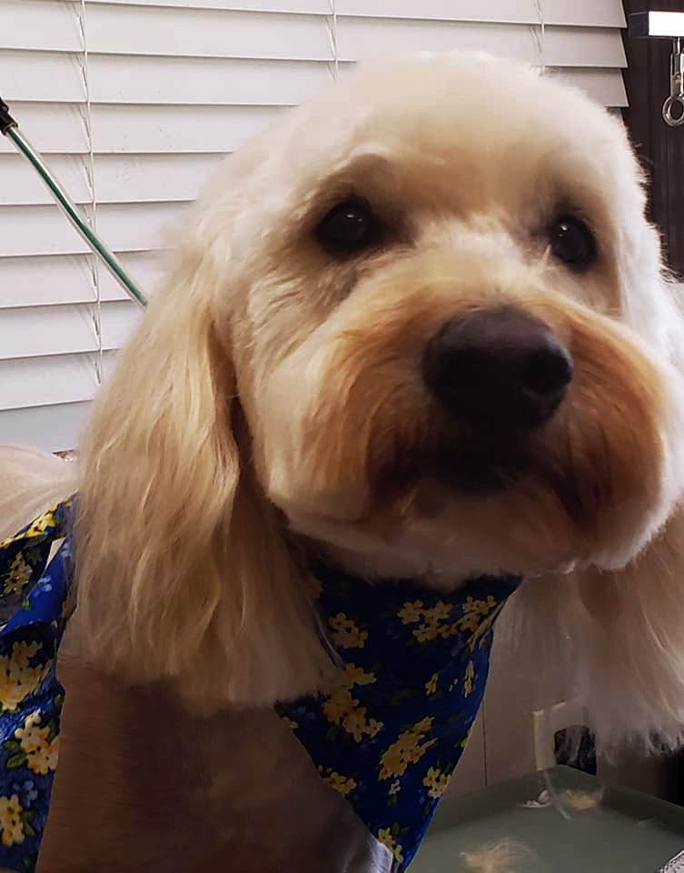 Beth's Boarding & Grooming Photo Gallery Eatonton, GA