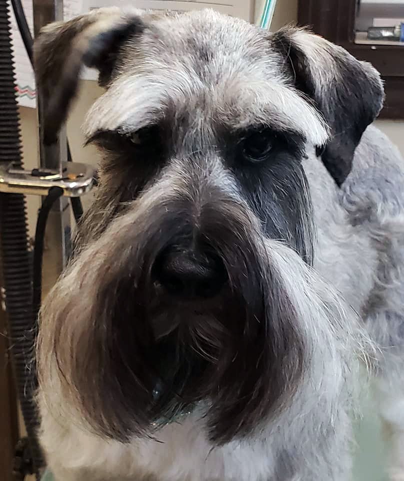 Beth's Boarding & Grooming Photo Gallery Eatonton, GA