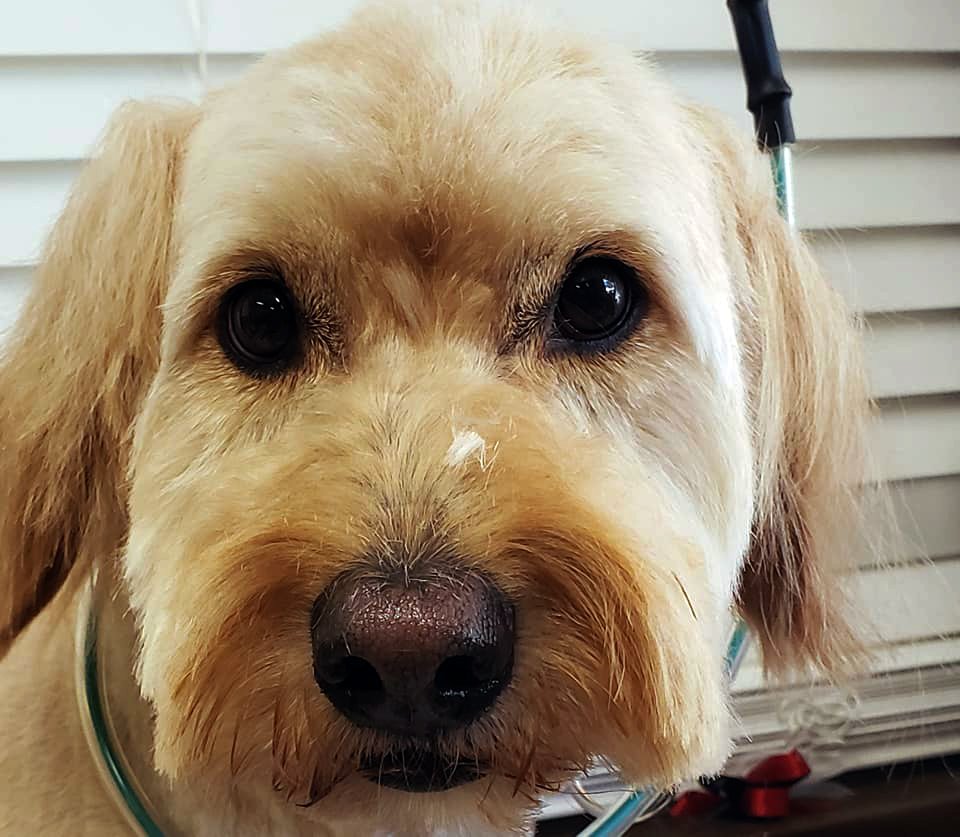 Beth's Boarding & Grooming Photo Gallery Eatonton, GA