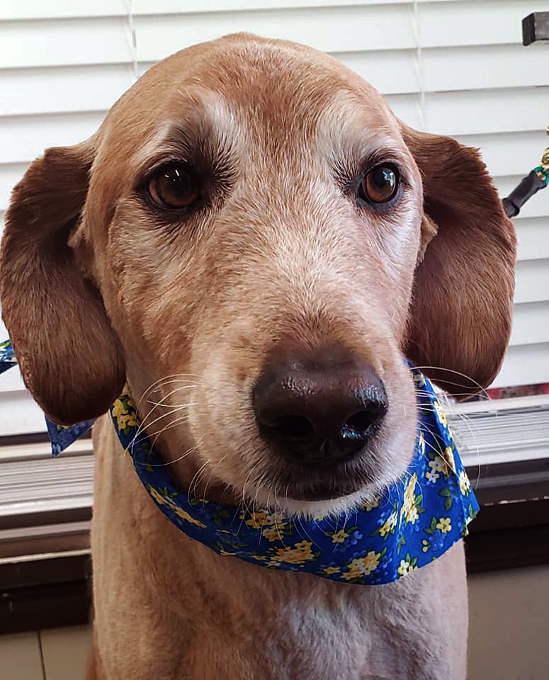 Beth's Boarding & Grooming Photo Gallery Eatonton, GA