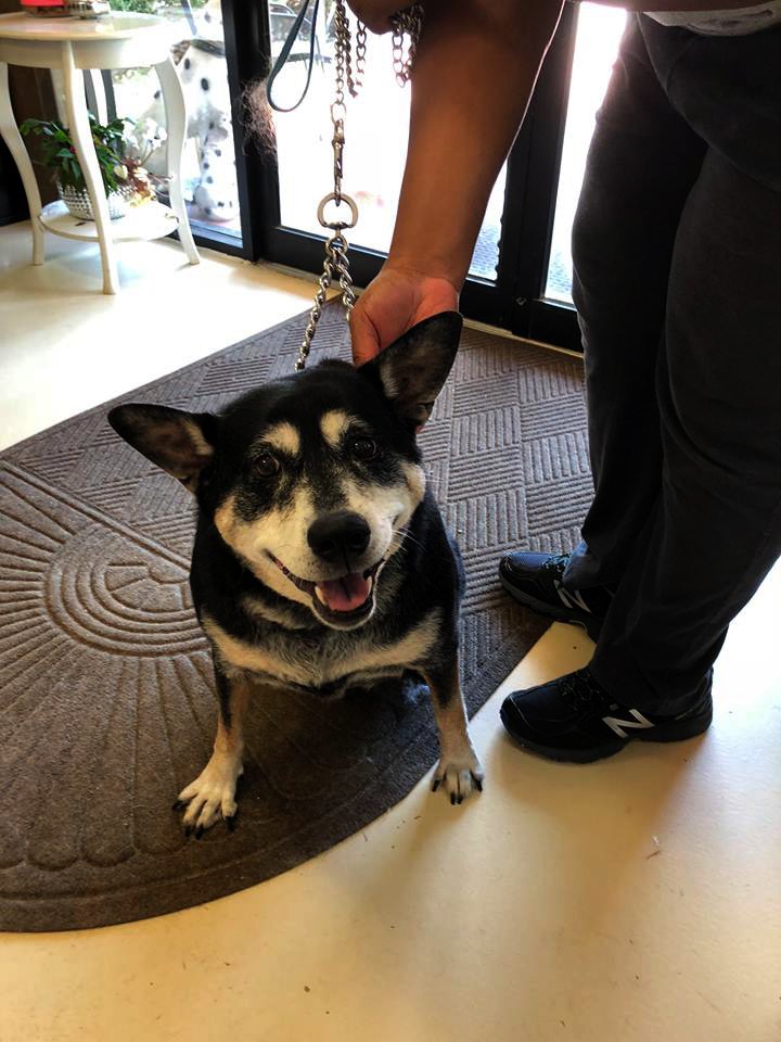 Beth's Boarding & Grooming Photo Gallery Eatonton, GA