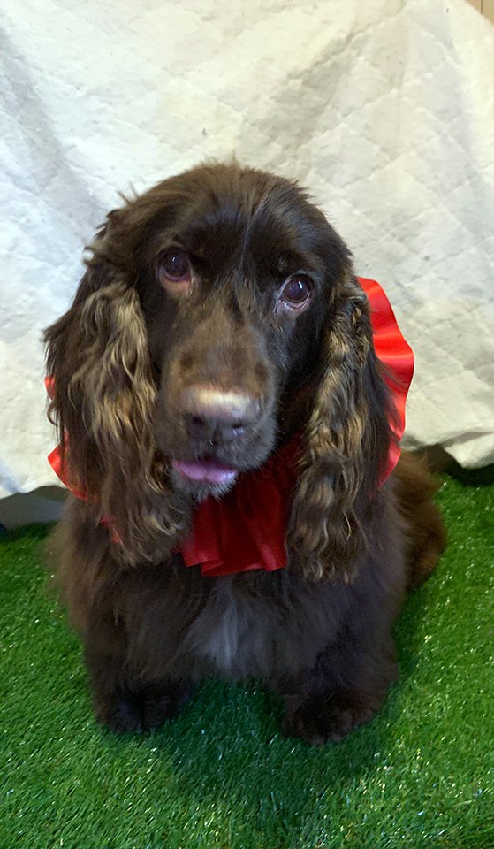 Beth's Boarding & Grooming Pet Boarding Eatonton, GA