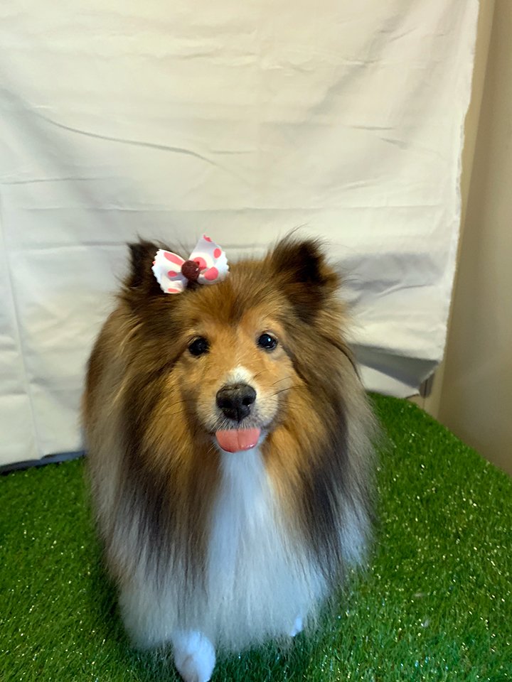 Beth's Boarding & Grooming Pet Boarding Eatonton, GA