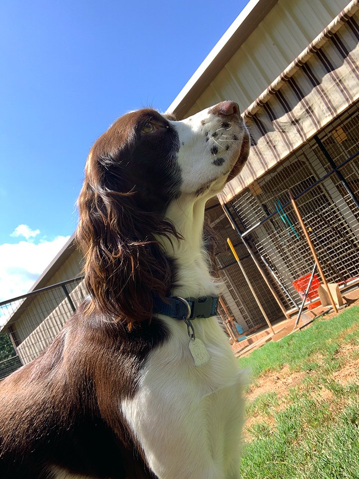 Beth's Boarding & Grooming Pet Boarding Eatonton, GA