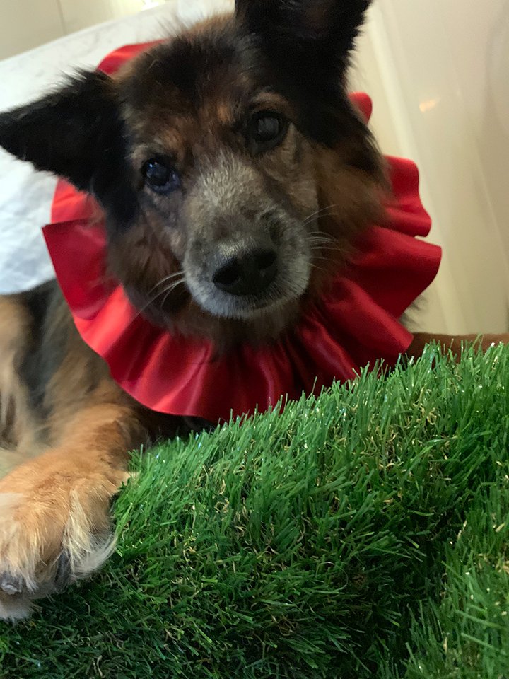 Beth's Boarding & Grooming Pet Boarding Eatonton, GA