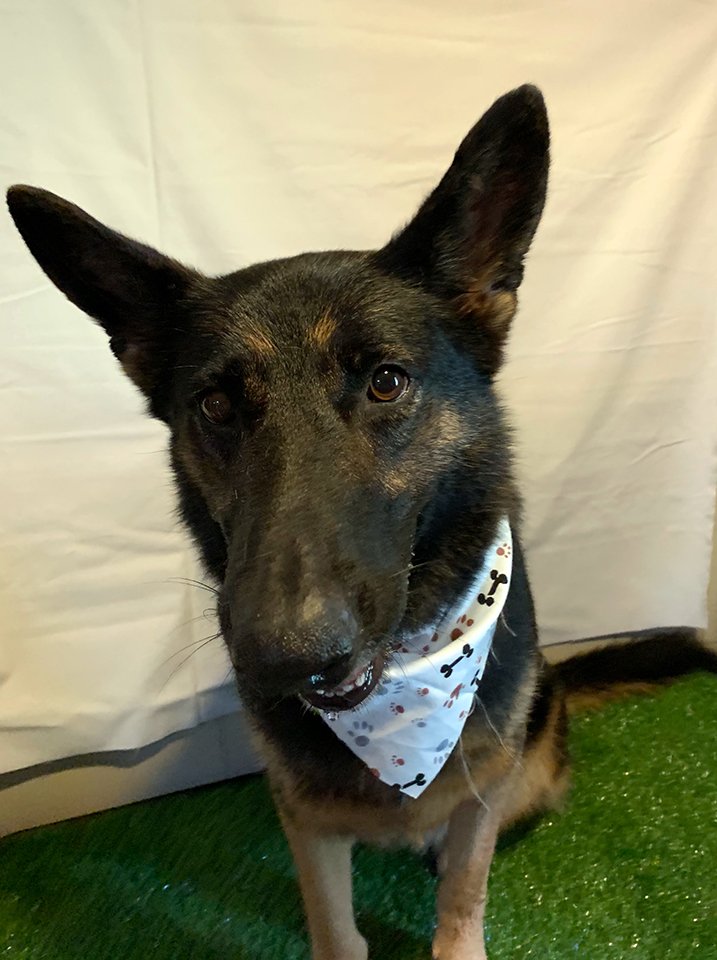 Beth's Boarding & Grooming Pet Boarding Eatonton, GA