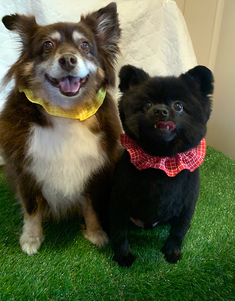 Beth's Boarding & Grooming Pet Boarding Eatonton, GA