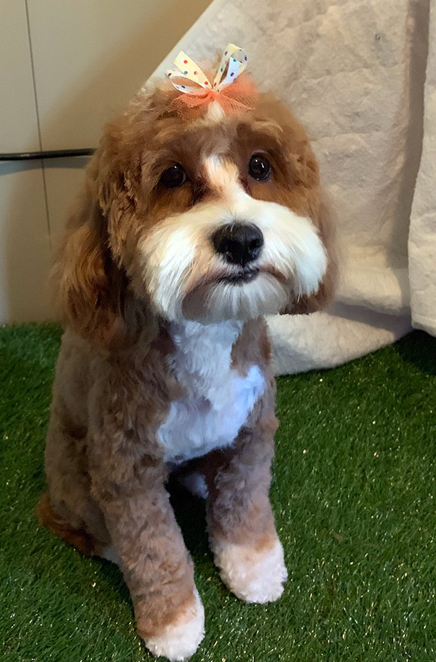 Beth's Boarding & Grooming Pet Boarding Eatonton, GA