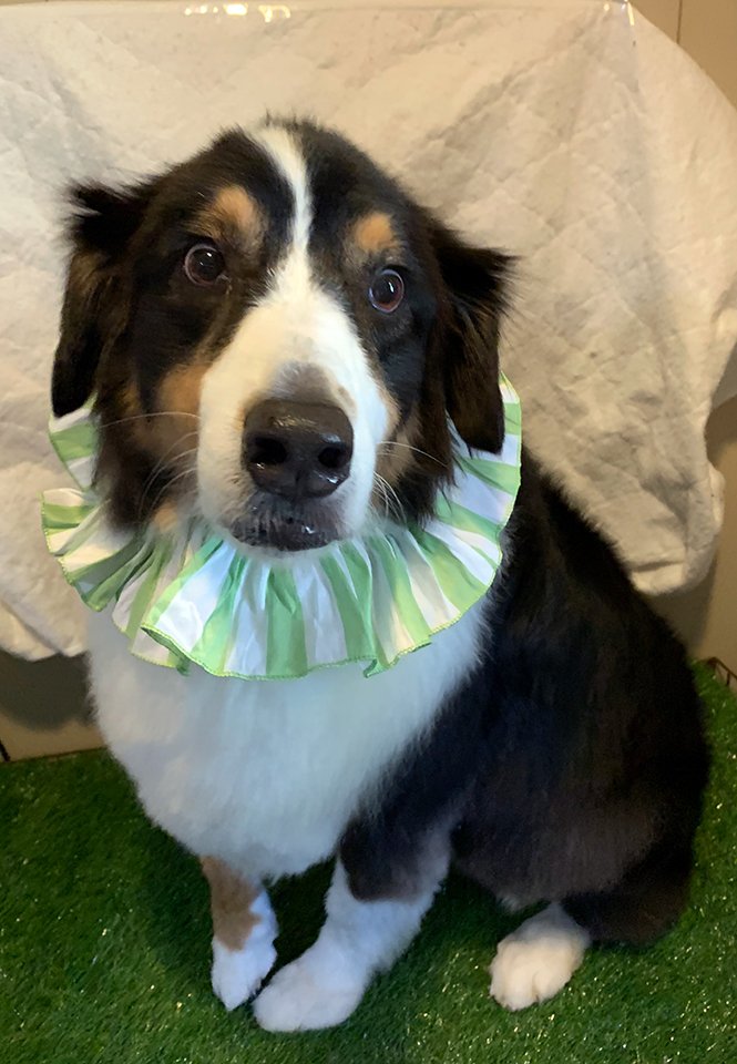 Beth's Boarding & Grooming Pet Boarding Eatonton, GA