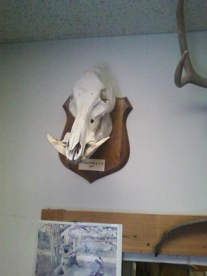 European Skull Mounts Taxidermy Riverside, CA