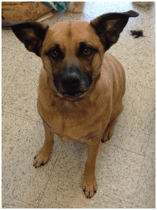 Dog Grooming Terre Haute Dog Grooming Terre Haute