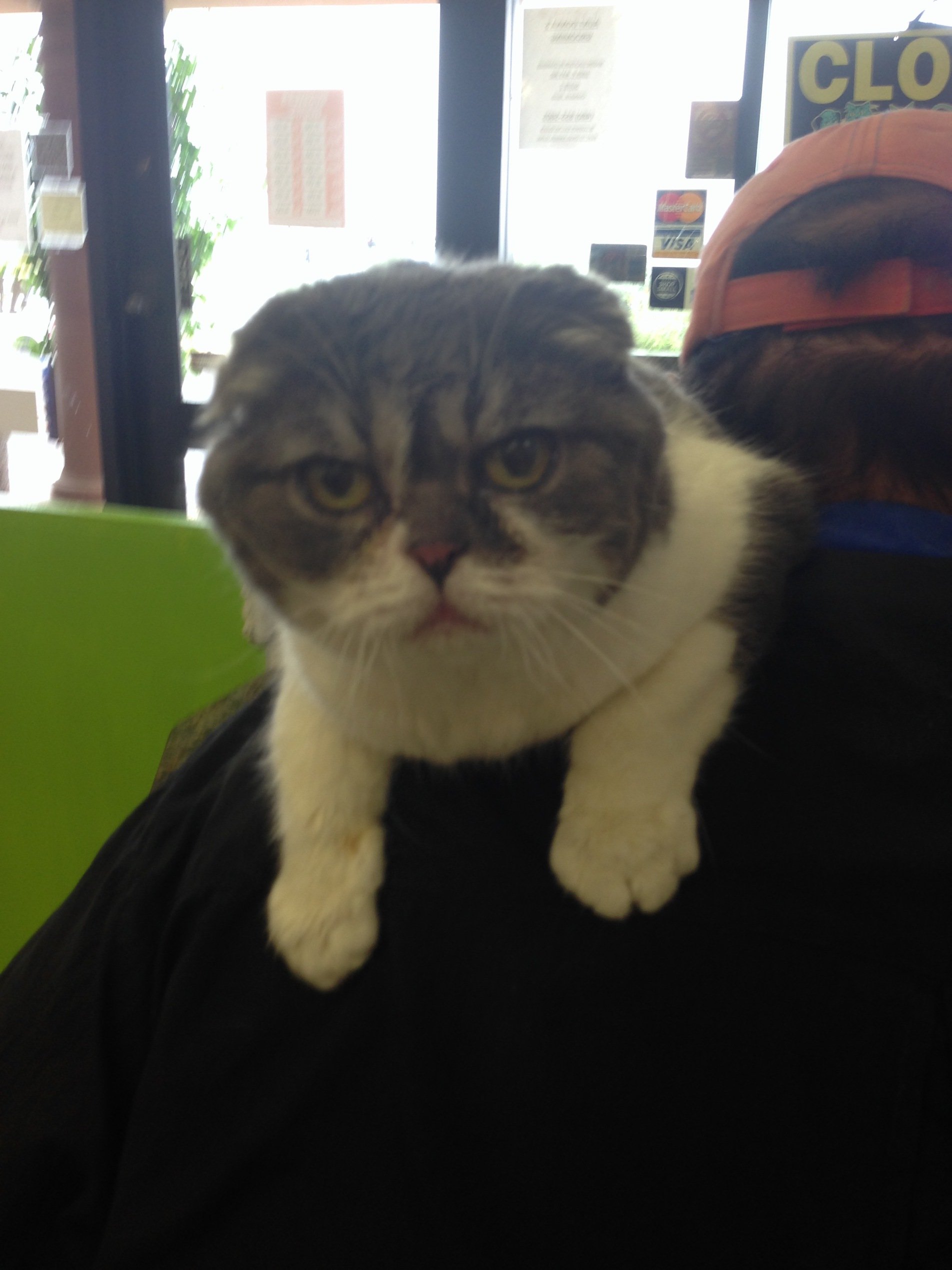 Aunt Donna's Grooming Dog Grooming Mesa, AZ