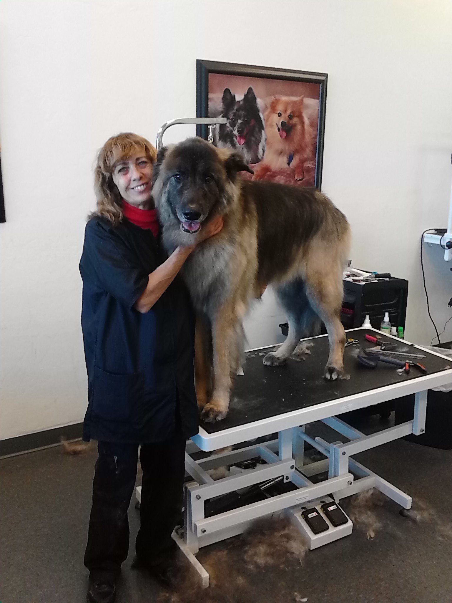 Aunt Donna's Grooming Dog Grooming Mesa, AZ