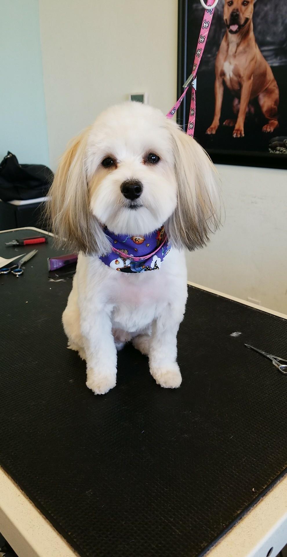 Professional Groomers Nail Clipping Chandler, AZ