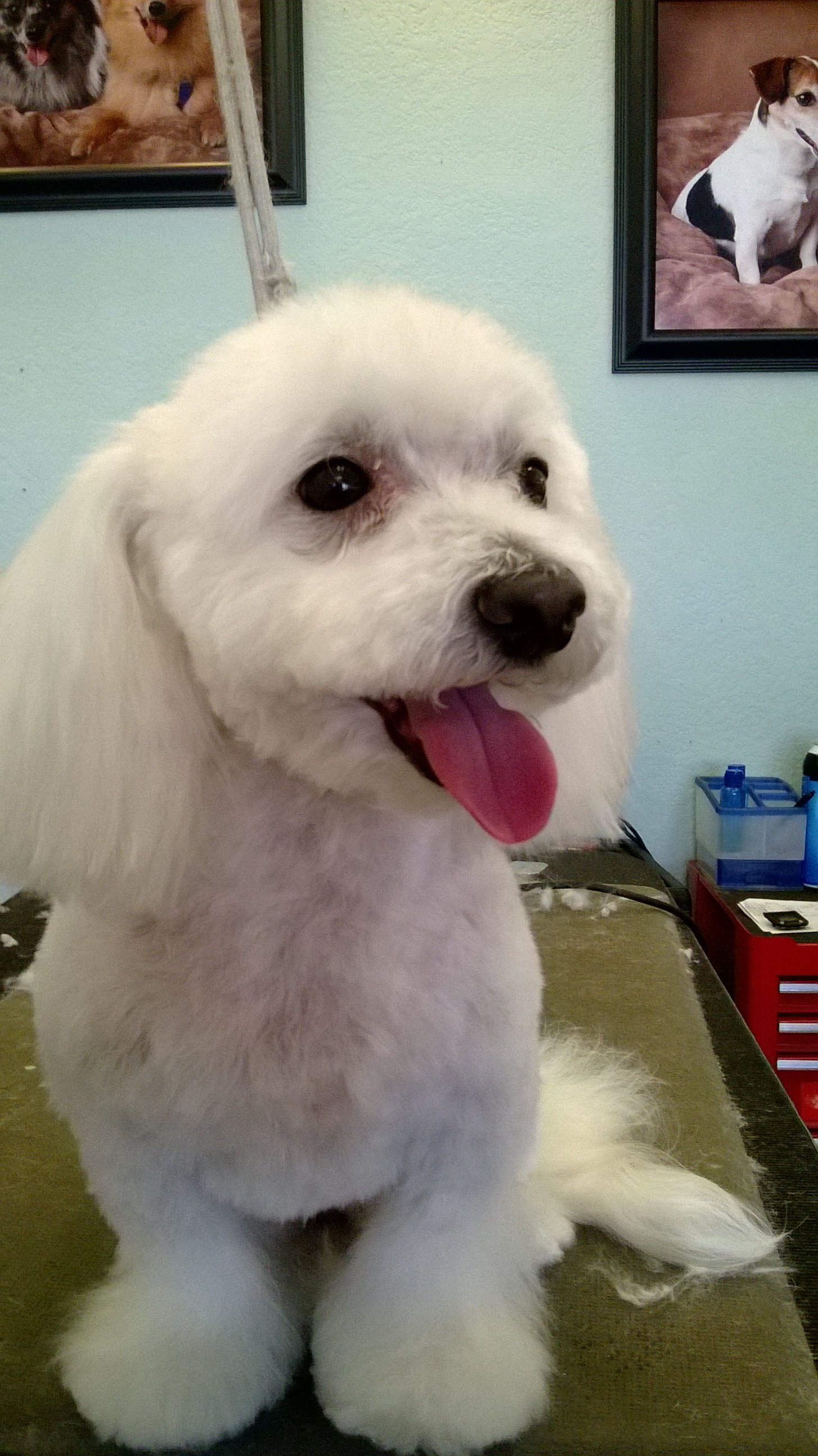 Aunt Donna's Grooming Dog Grooming Mesa, AZ