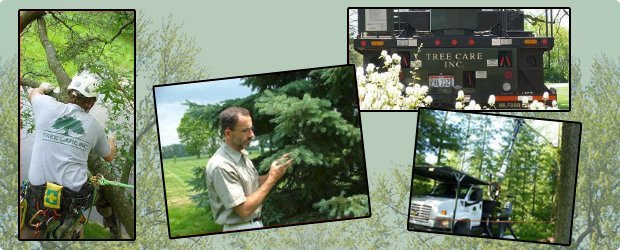 Tree Removal - Troy, OH - Tree Care Inc