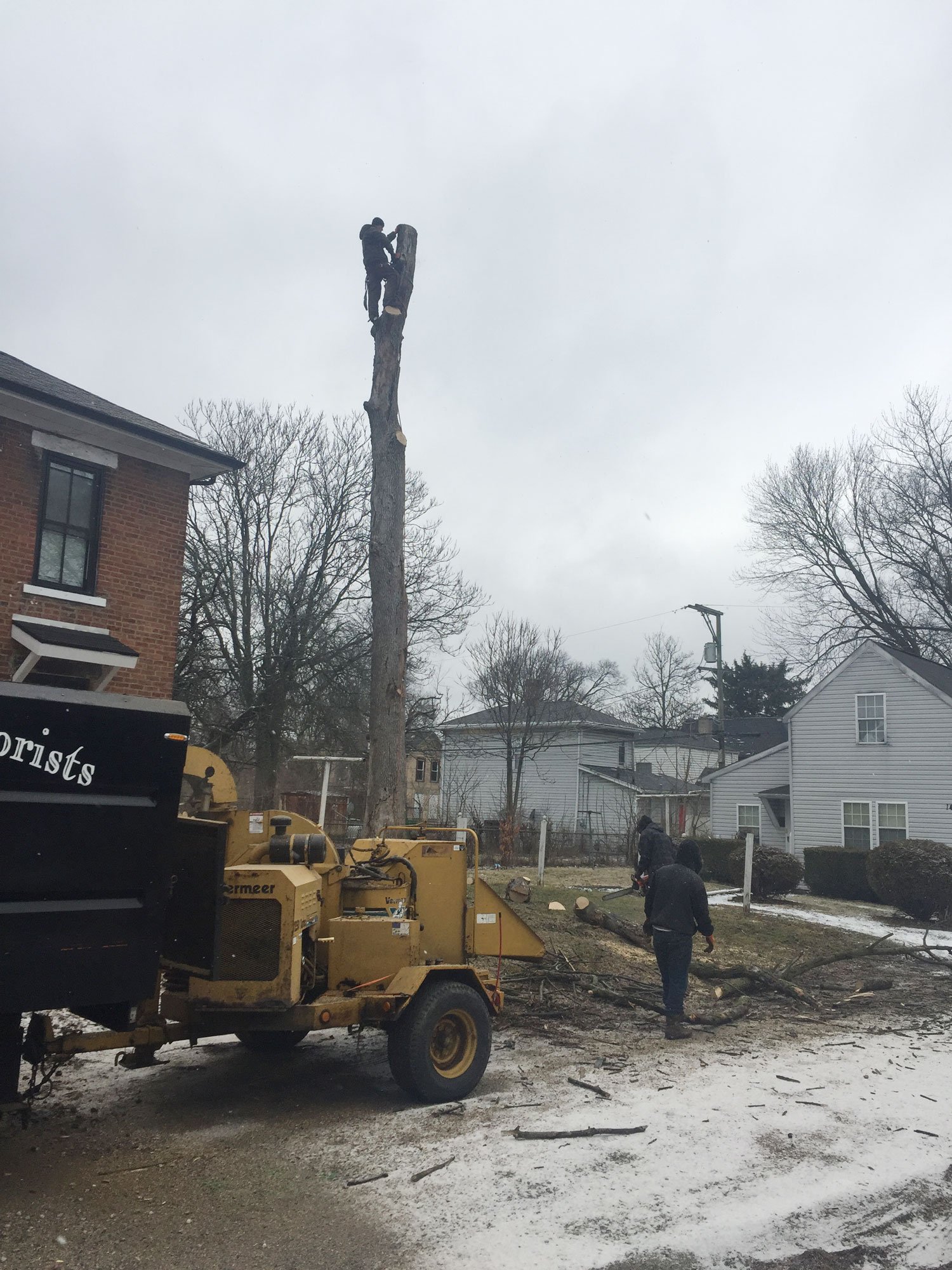 Excellent Arborist Tree Company LLC Stump Grinding Columbus