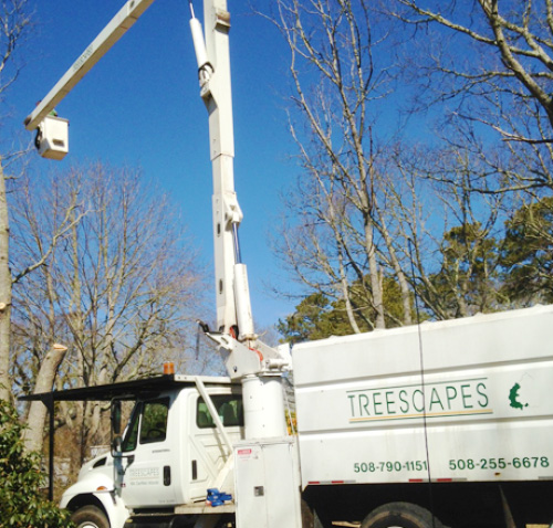 Treescapes Cape Cod Inc Tree Care Services Orleans Hyannis Ma