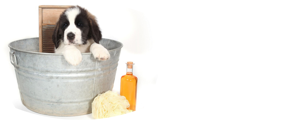 Dog Grooming In West Bend Wi Dog Grooming In West Bend Wi