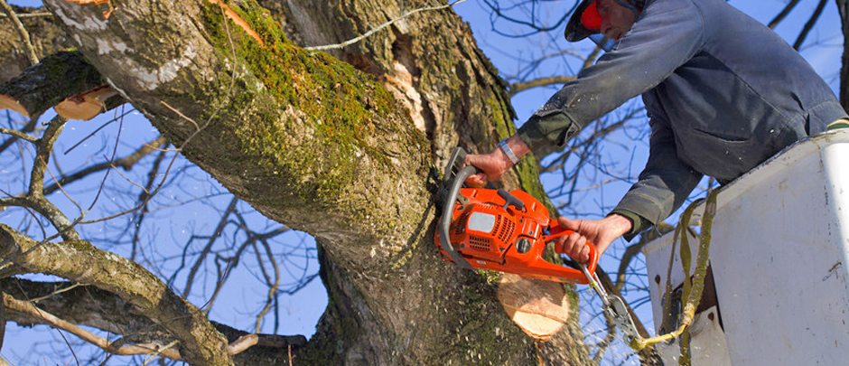 Bill Russell Stump &amp; Tree Removal Tupelo 6628421998