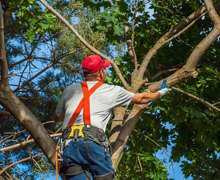 Tree pruning