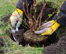 Planting