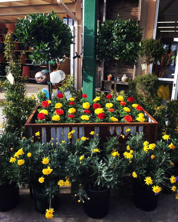 Johnson garden center morgan hill coupons